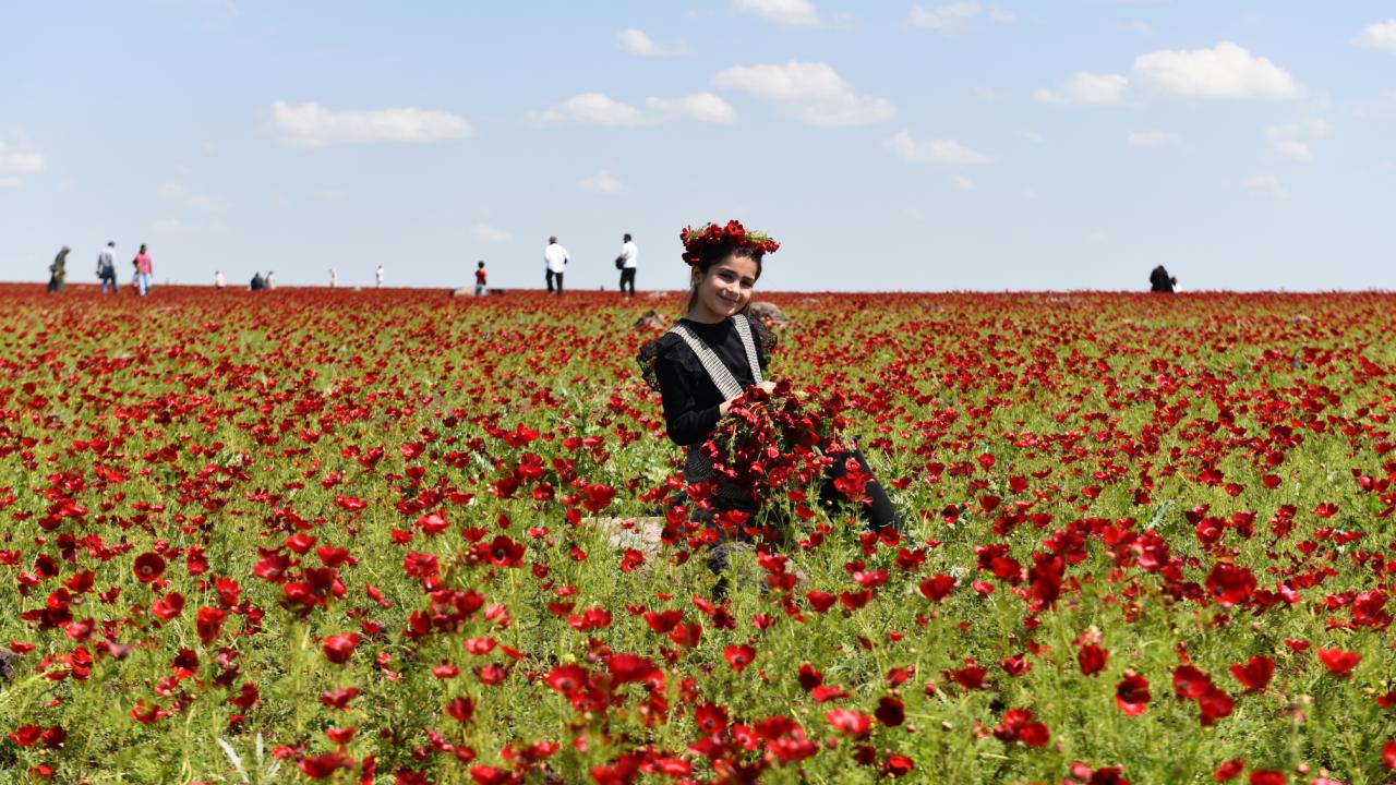 Şanlıurfa'da tarlalar kırmızıya büründü