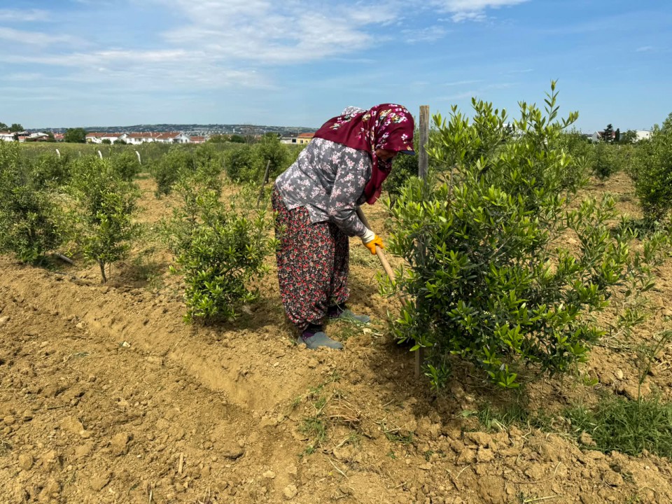 Silivri Belediyesi Zeytinliklerde Bakım Çalışmalarını Sürdürüyor