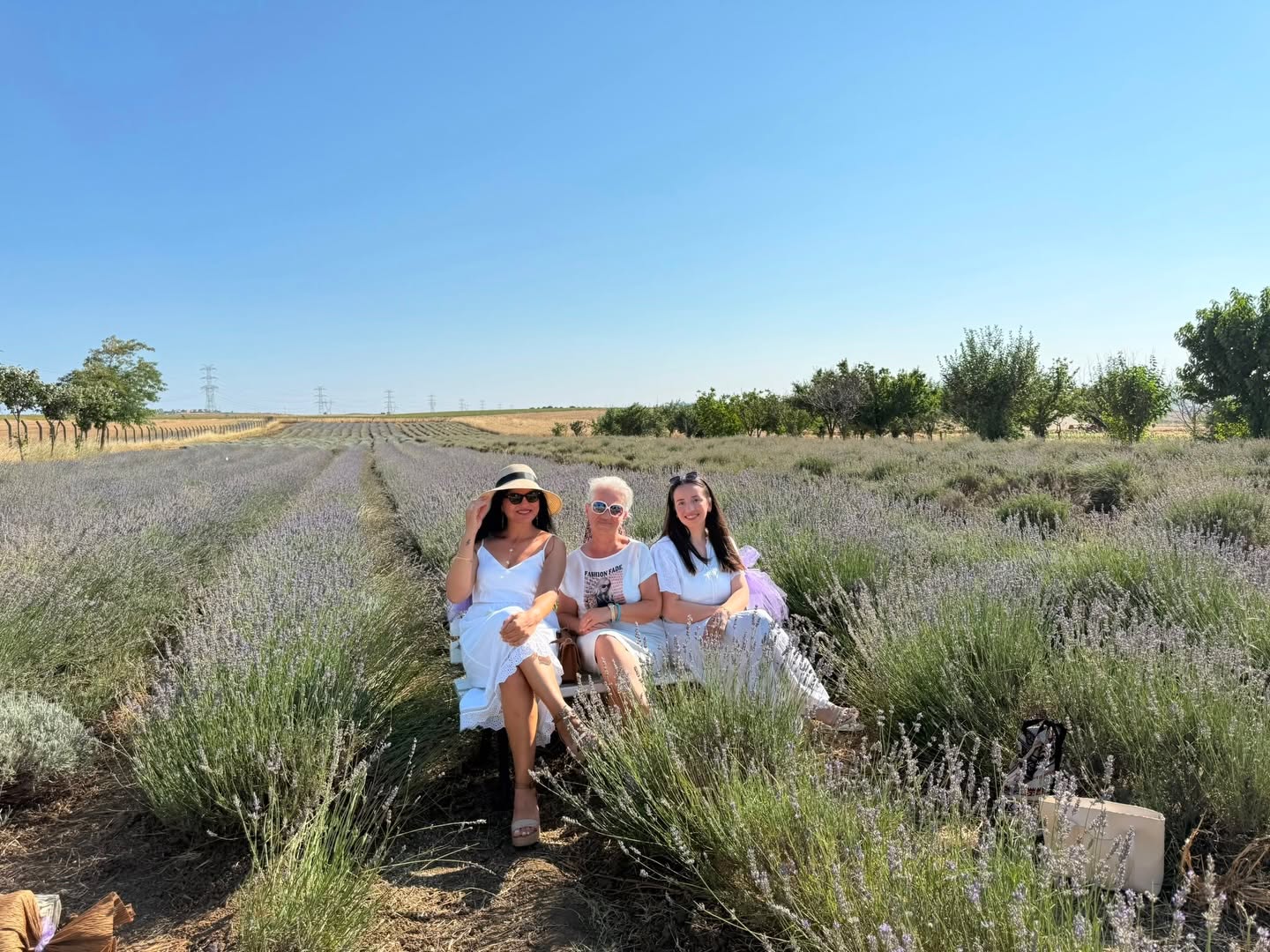 Silivri'de Lavanta Tarlaları Vatandaşların Akınına Uğradı